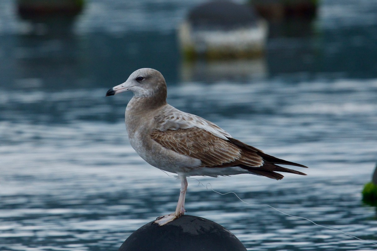 Black-tailed Gull - Qin Huang