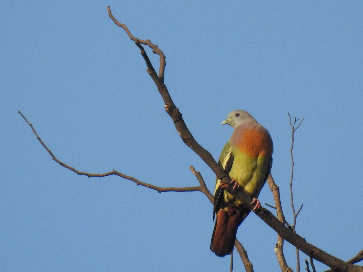 Pink-necked Green-Pigeon - ML143473411