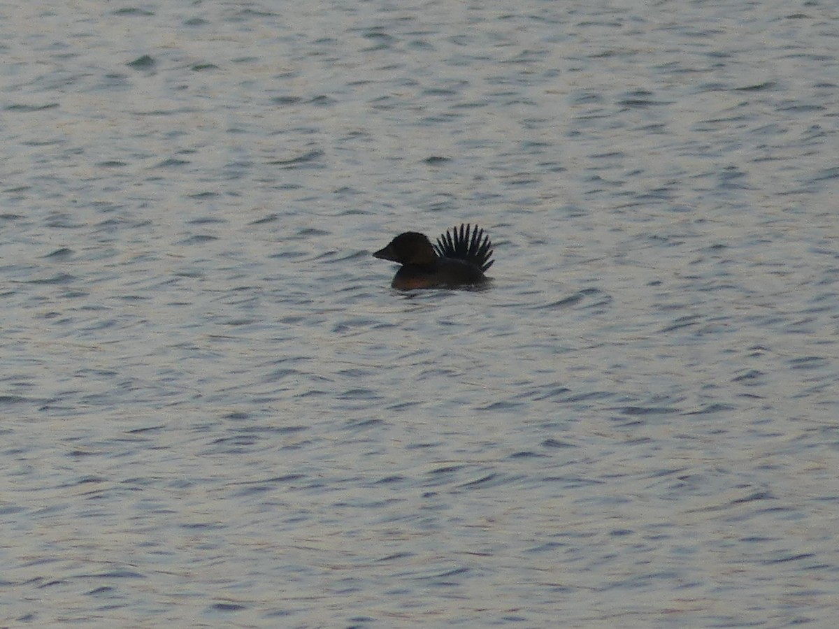 Musk Duck - ML143473931