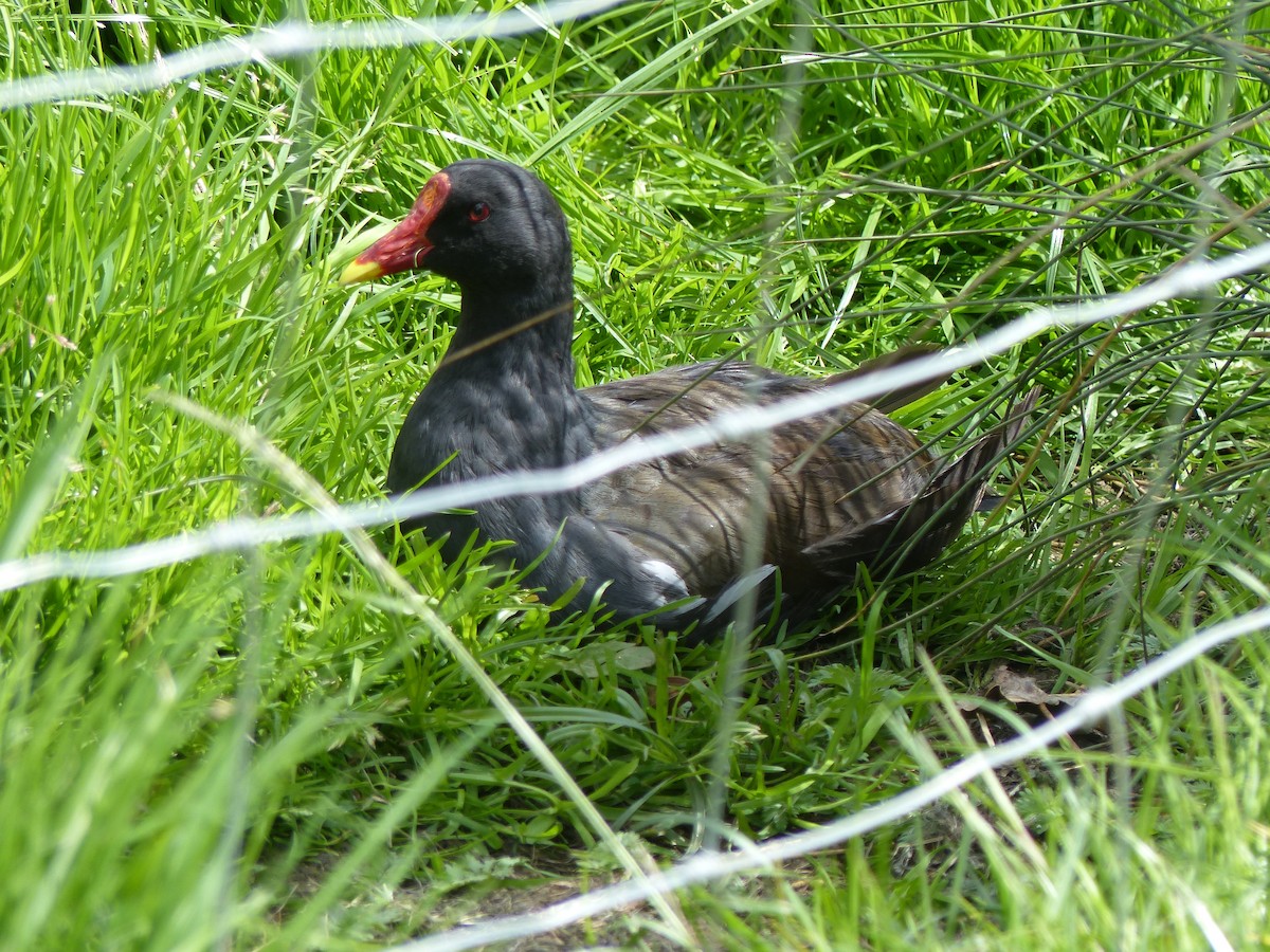 Gallinule poule-d'eau - ML143474981