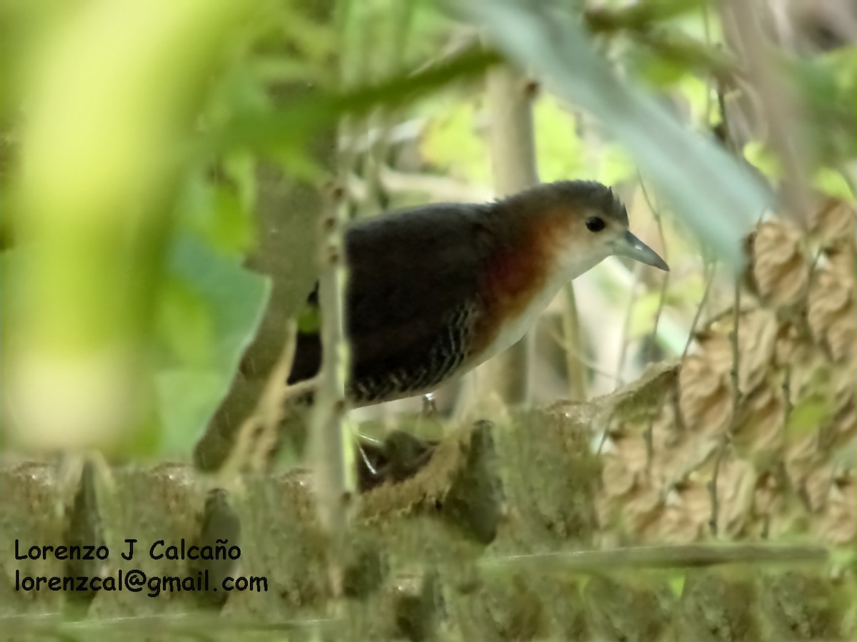 Rufous-sided Crake - ML143475441