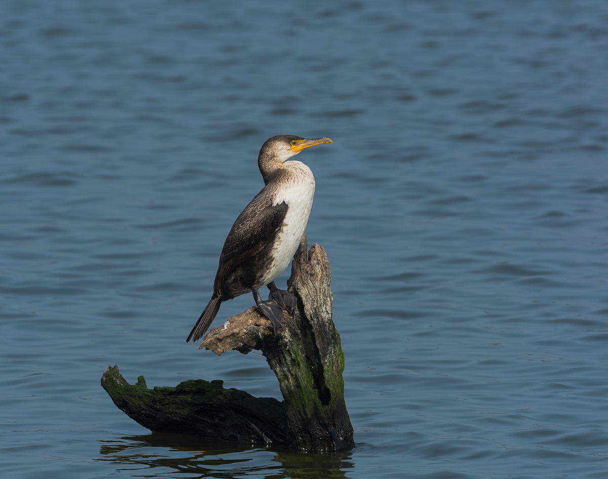 Japanese Cormorant - ML143475881