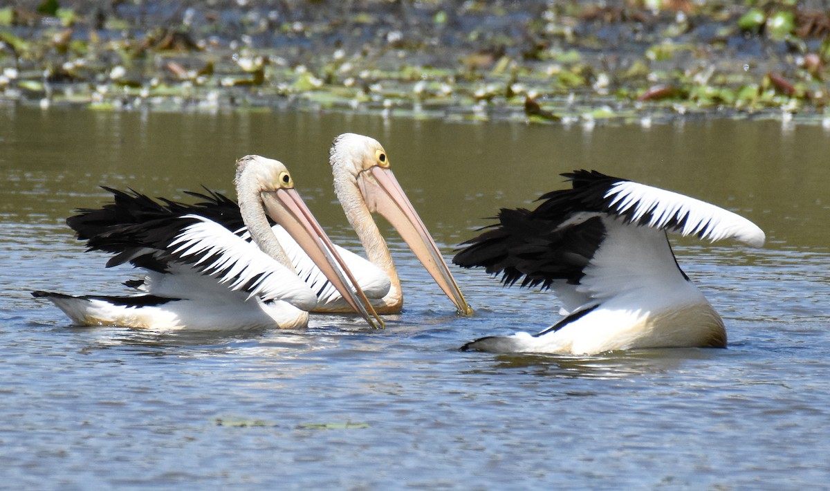 Australian Pelican - ML143477001