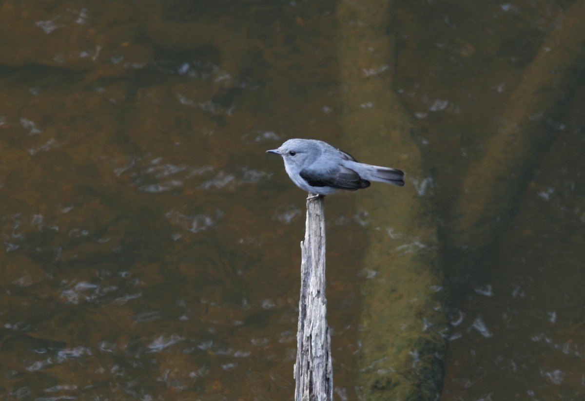 Cassin's Flycatcher - ML143478051