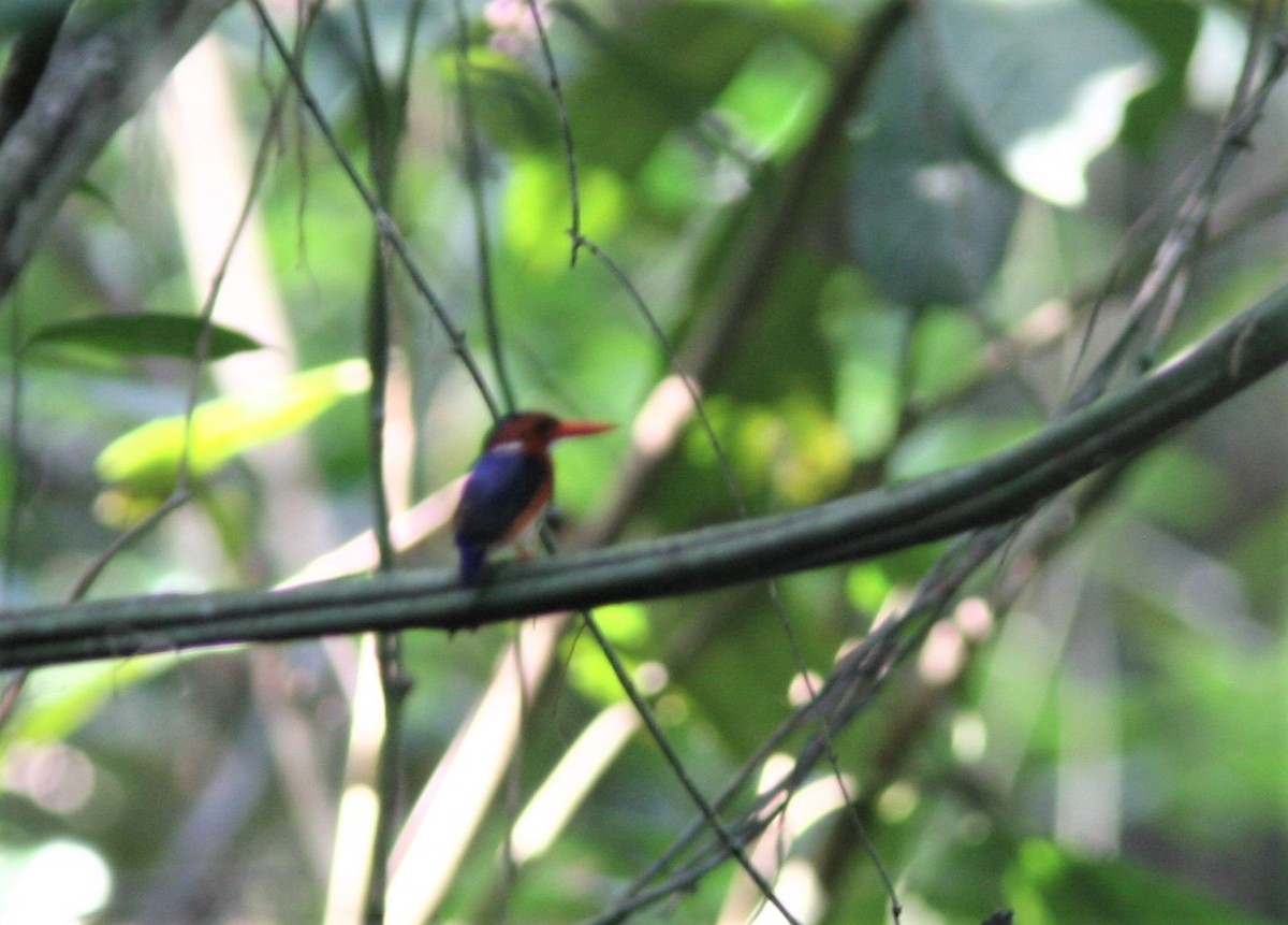 White-bellied Kingfisher - ML143478081