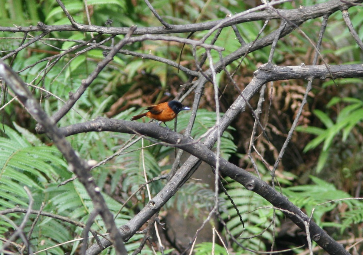 Black-headed Paradise-Flycatcher - ML143478371