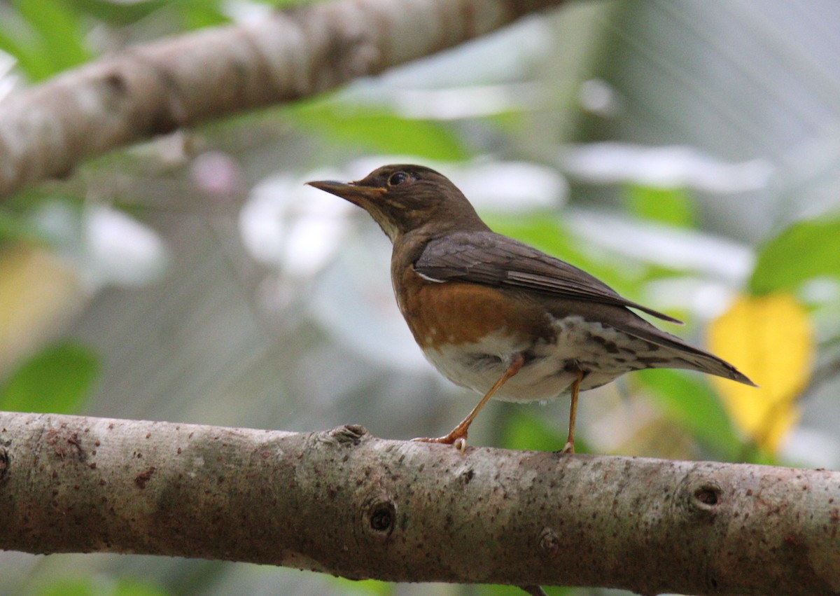 Brown-headed Thrush - Andrey Vlasenko