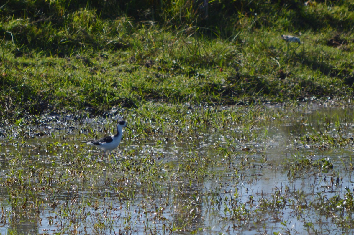 Black-necked Stilt - ML143478941