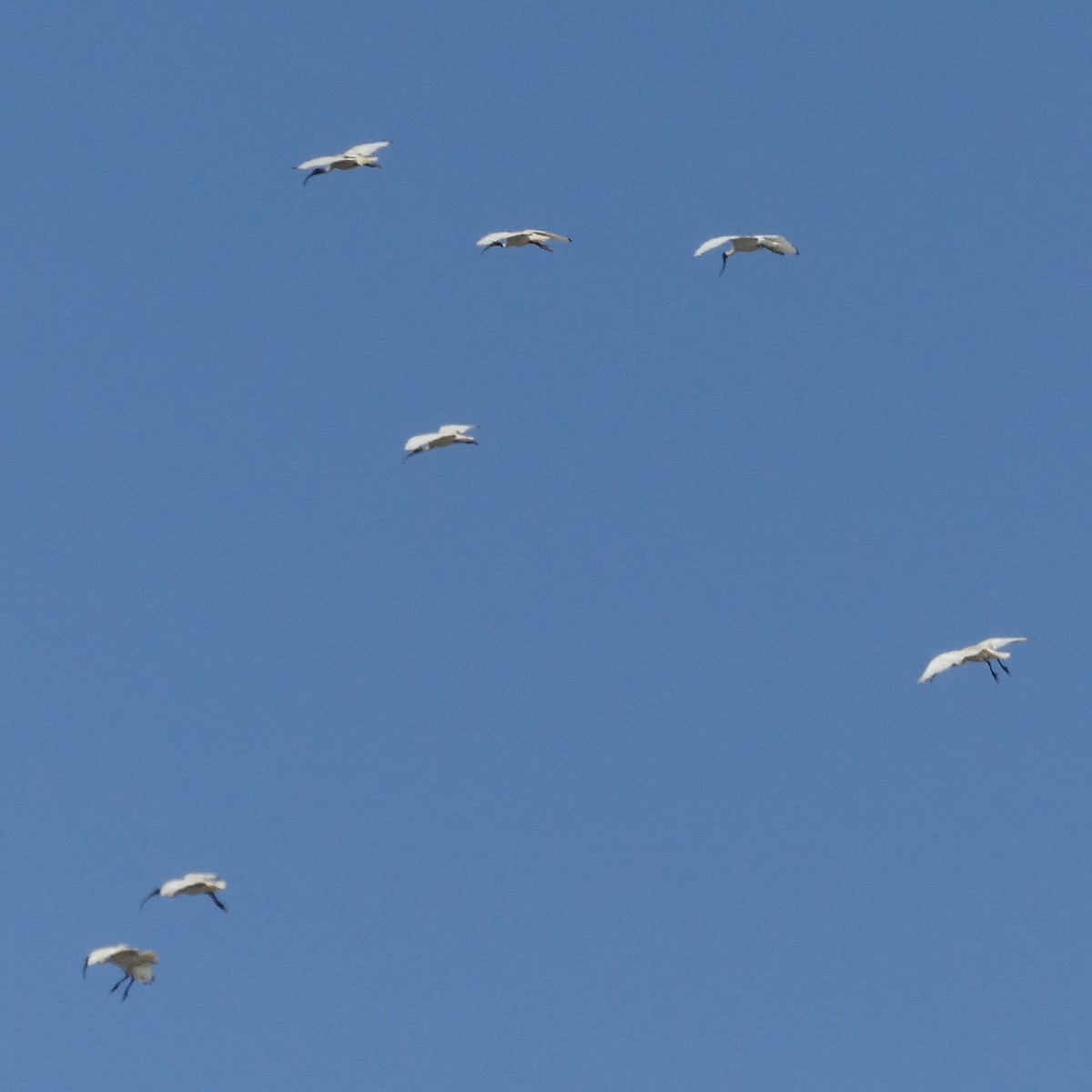 Australian Ibis - ML143480971