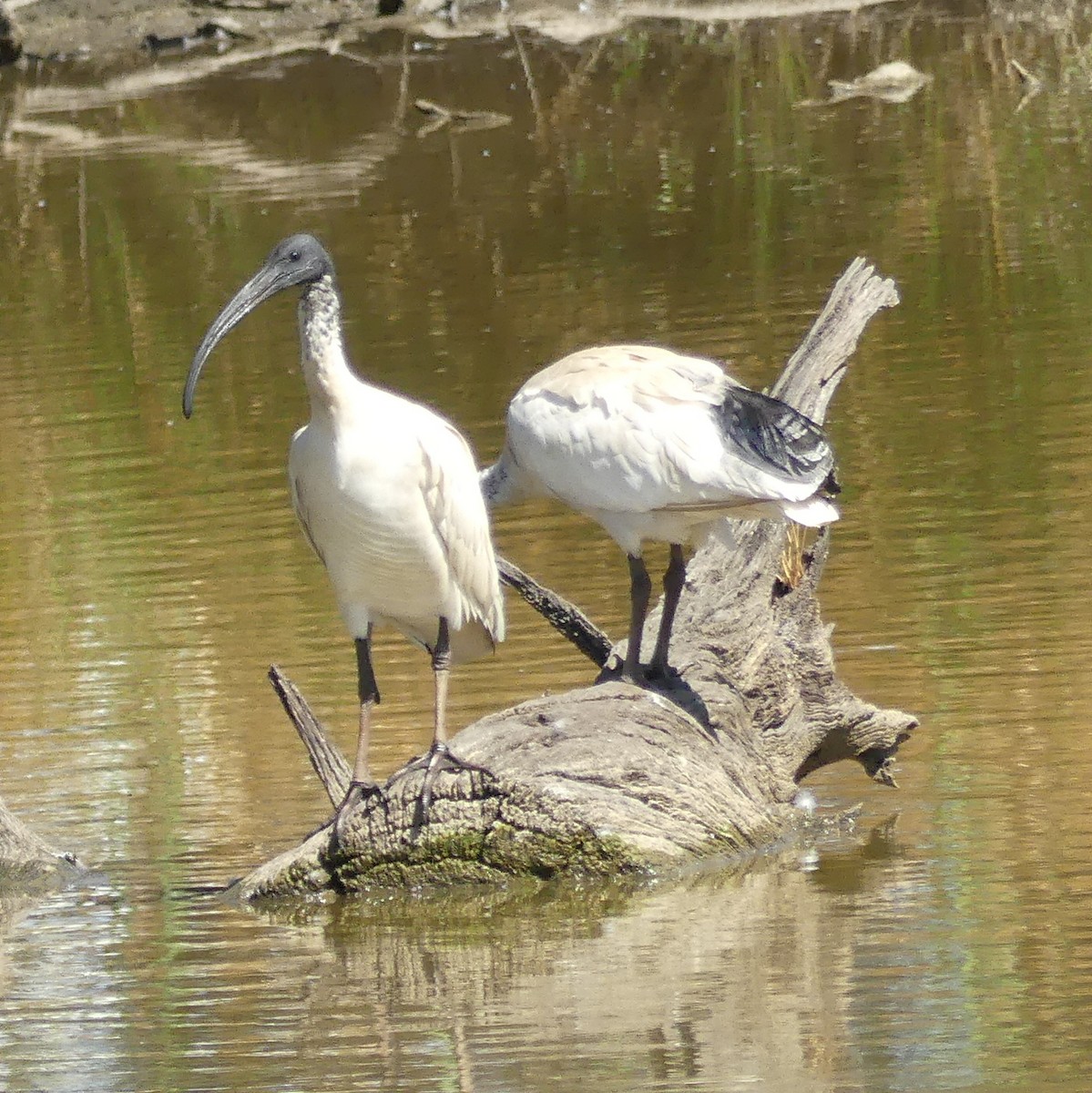 ibis australský - ML143481231