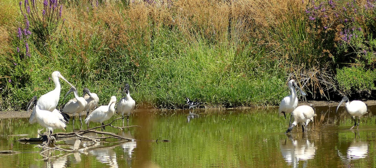 Royal Spoonbill - ML143481301