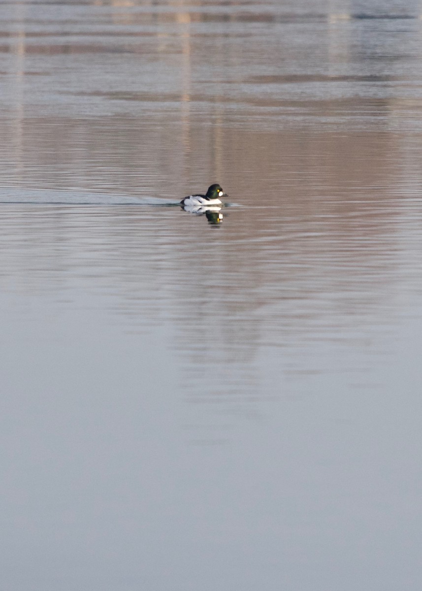 Common Goldeneye - ML143481451