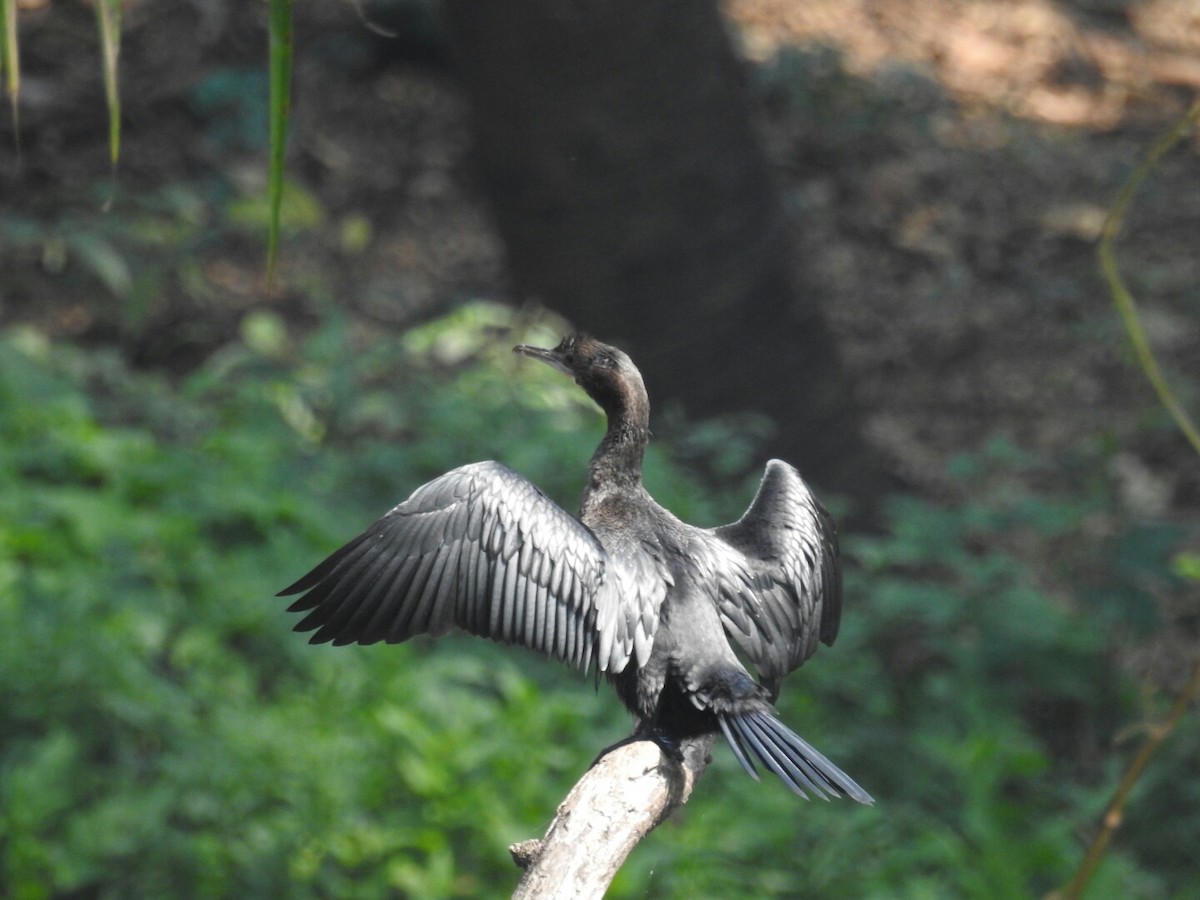 Little Cormorant - ML143481461