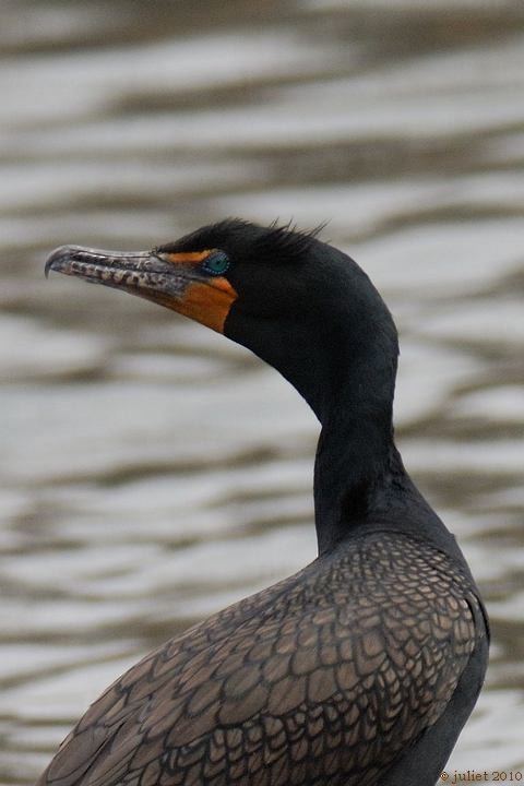 Double-crested Cormorant - Julie Tremblay (Pointe-Claire)