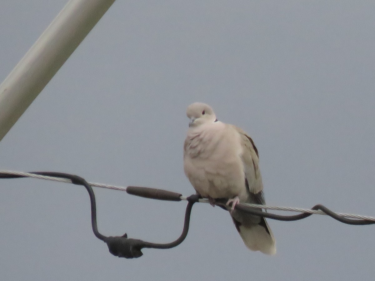 Eurasian Collared-Dove - Jeff Ludlow