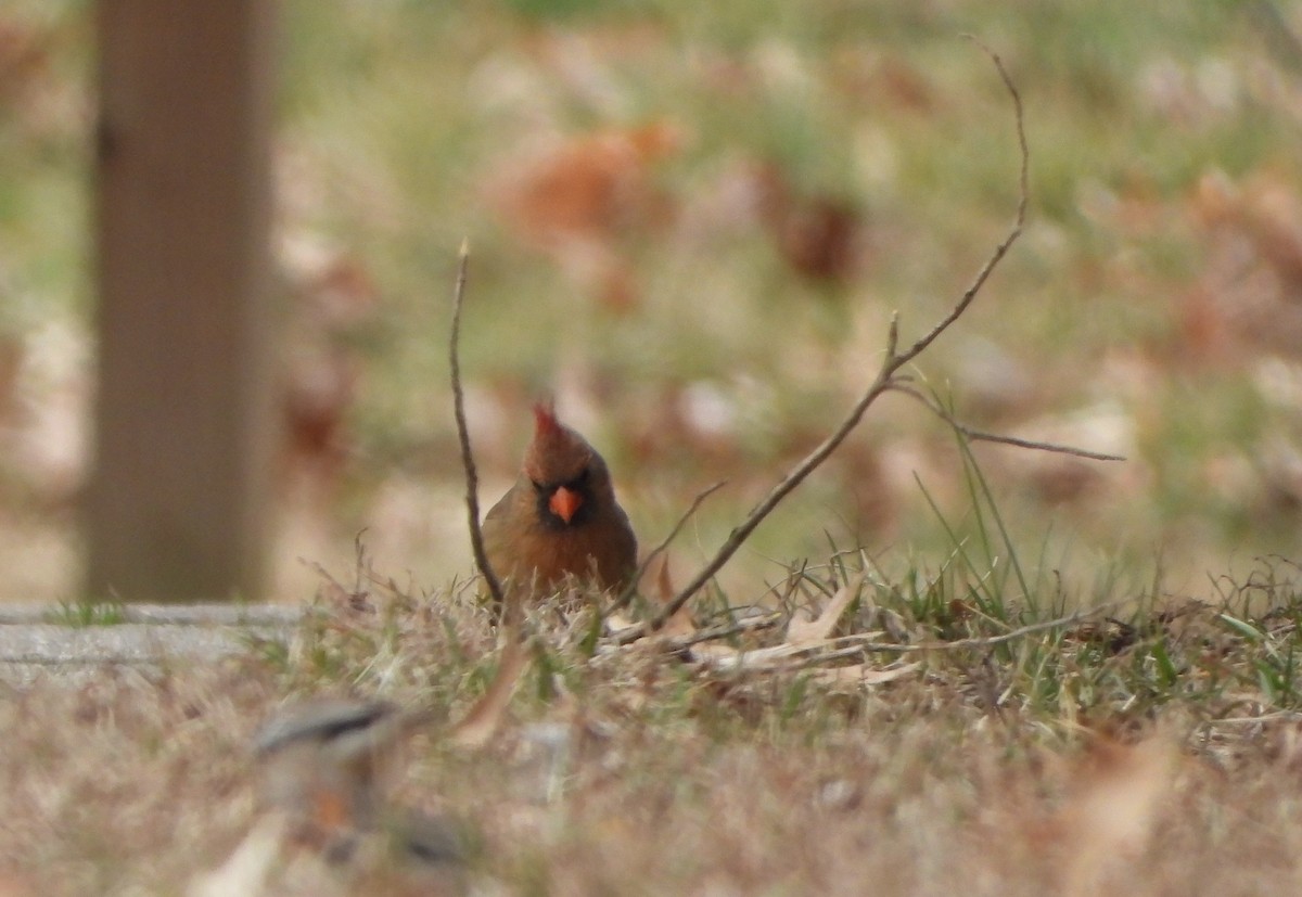 Northern Cardinal - Sunil Thirkannad