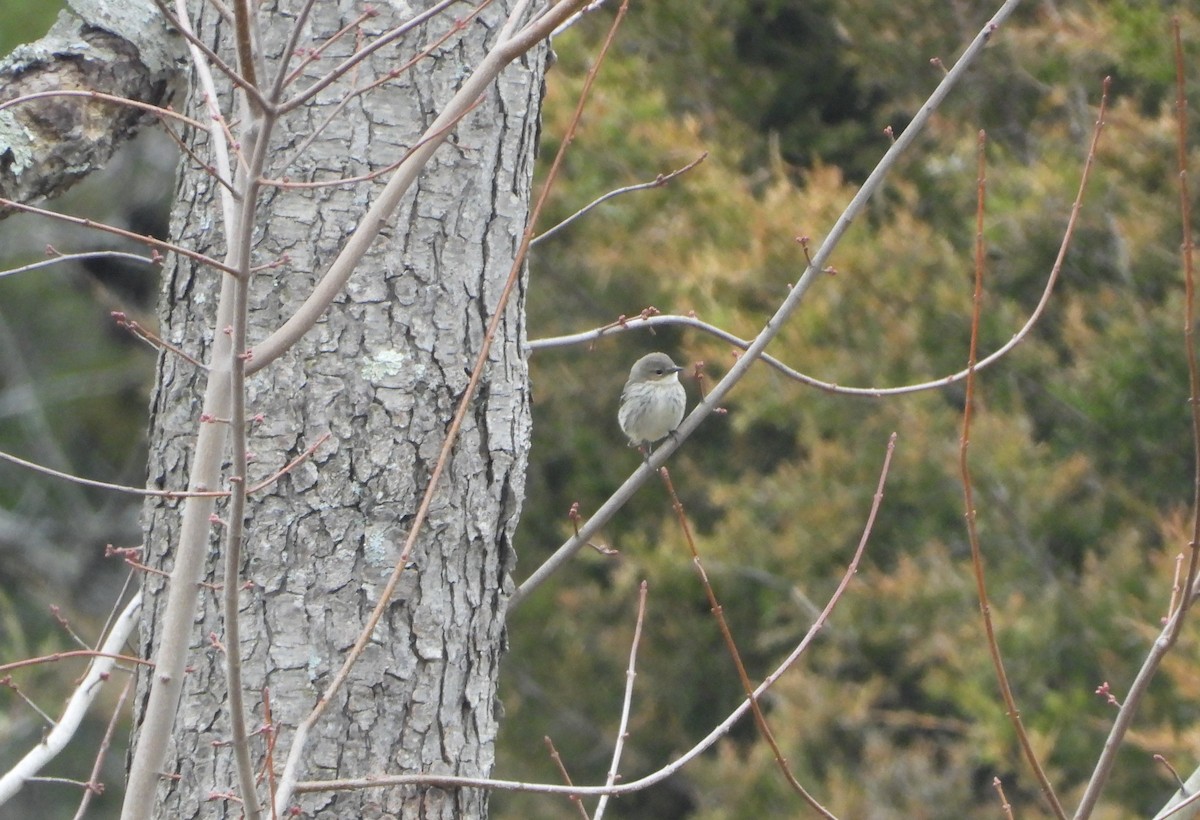 Yellow-rumped Warbler - ML143482991