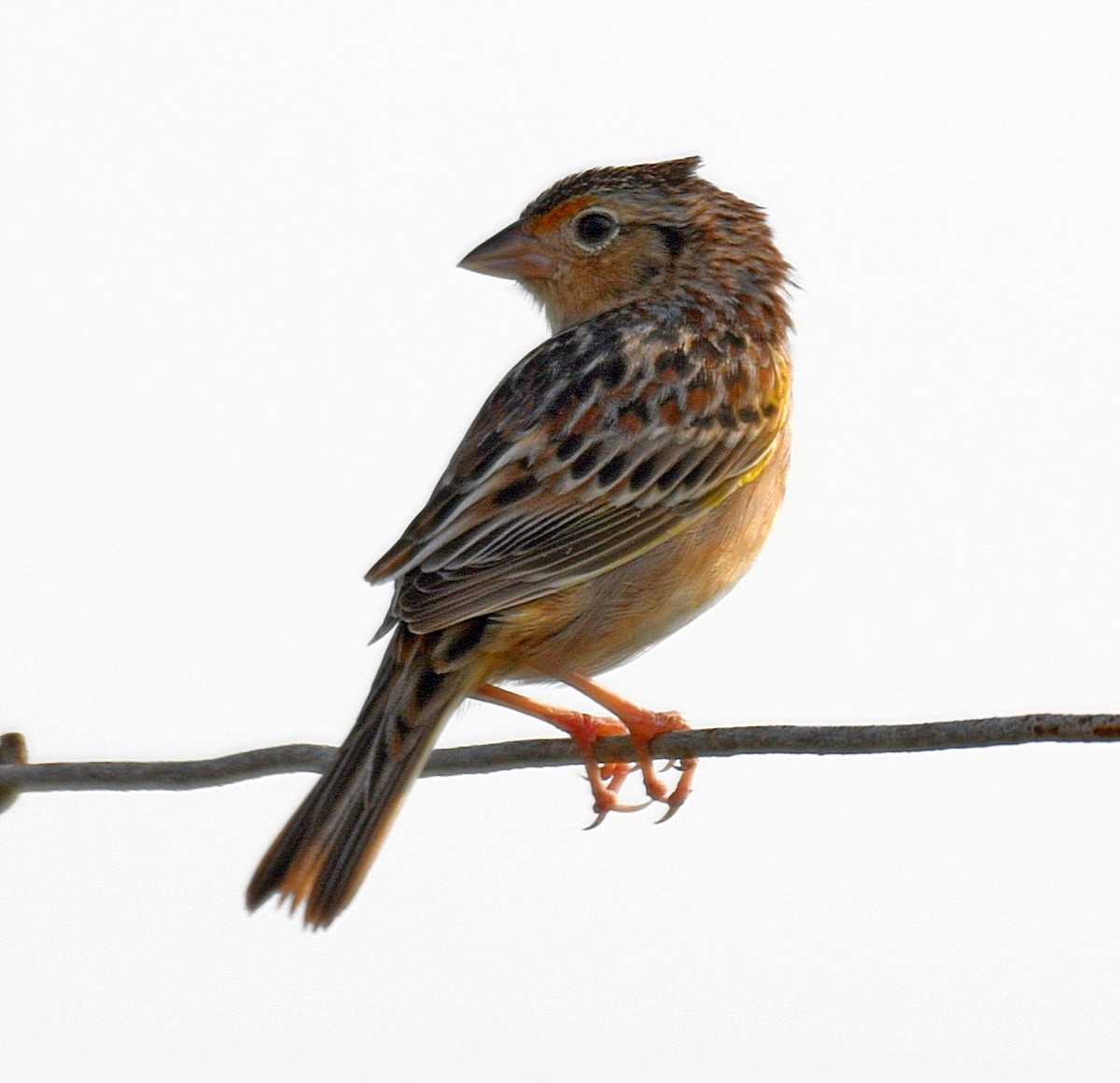 Grasshopper Sparrow - ML143483601