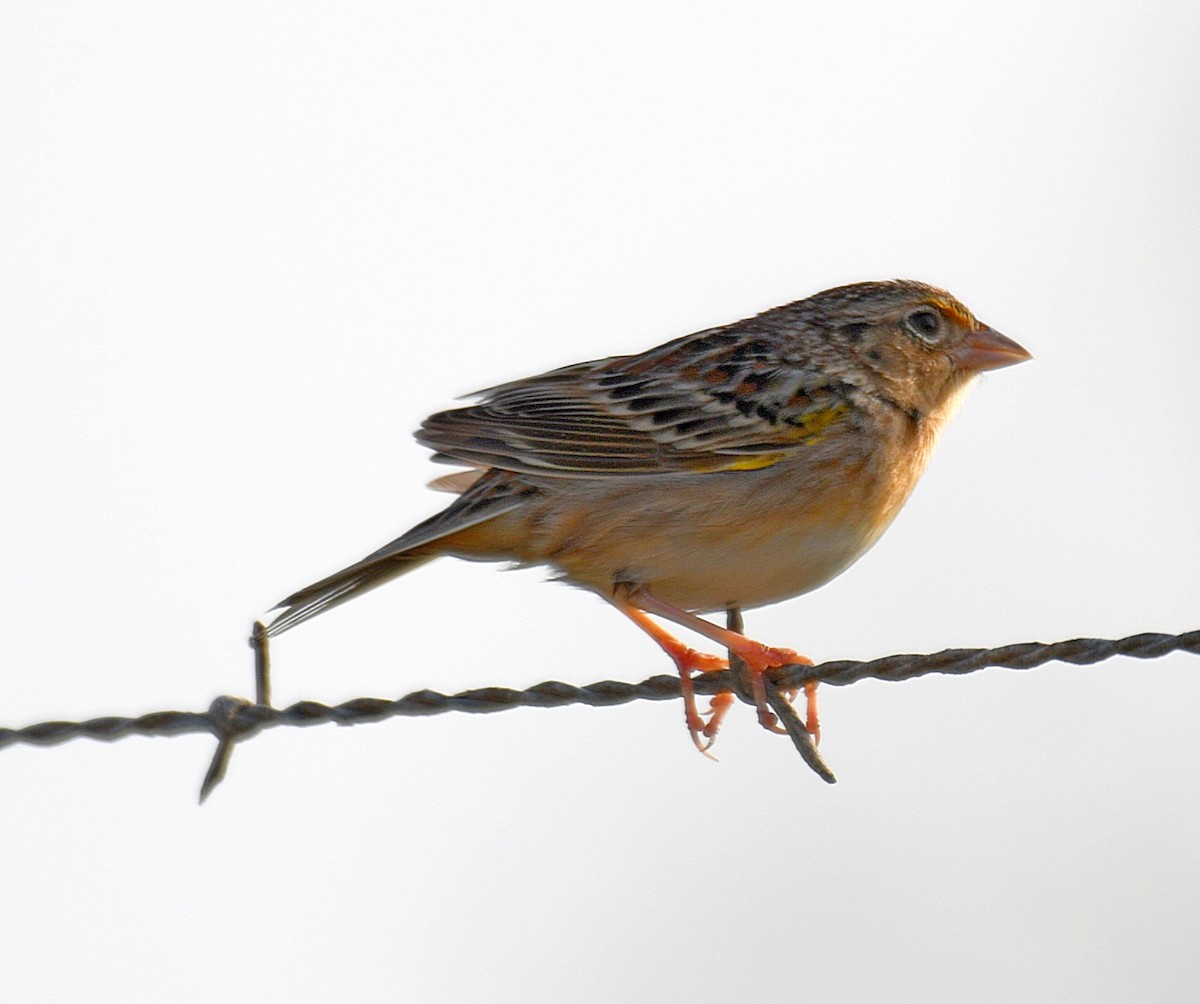 Grasshopper Sparrow - ML143483631