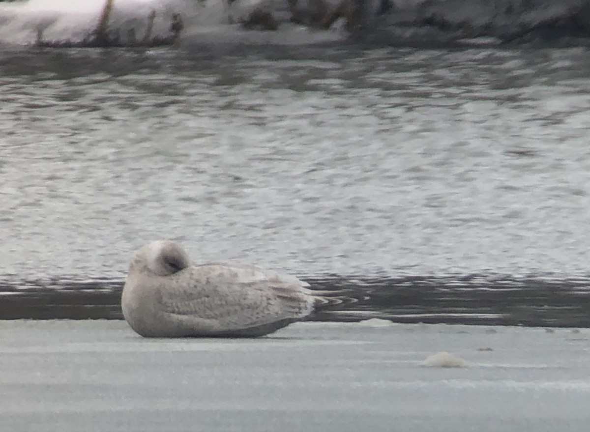 Iceland Gull (Thayer's x Iceland) - Tim Lenz