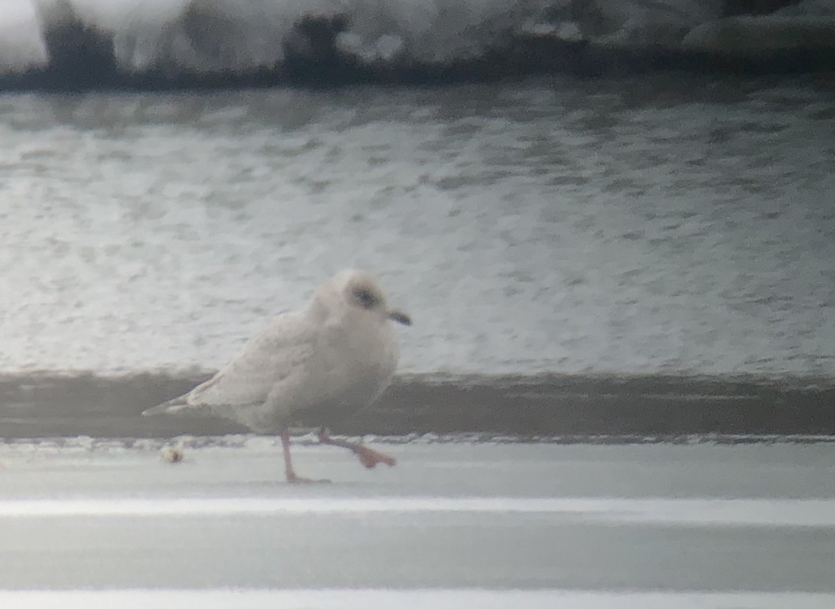 Iceland Gull (Thayer's x Iceland) - ML143484211