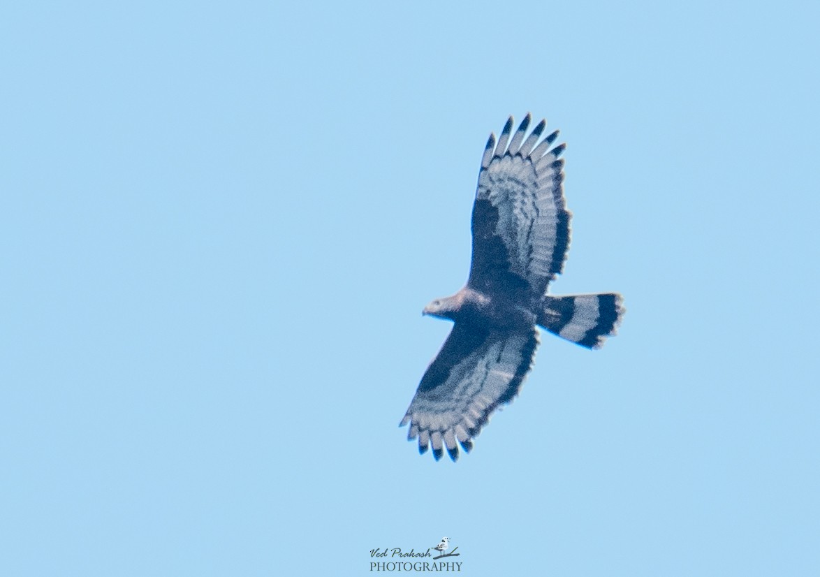 Oriental Honey-buzzard - ML143485301