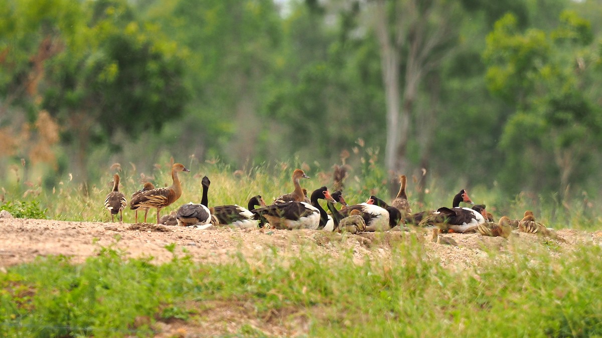 Plumed Whistling-Duck - ML143485491