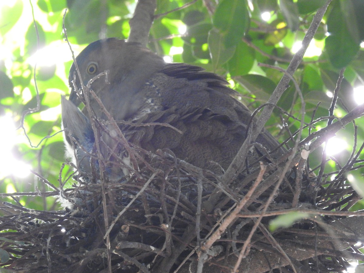 Malayan Night Heron - ML143486201