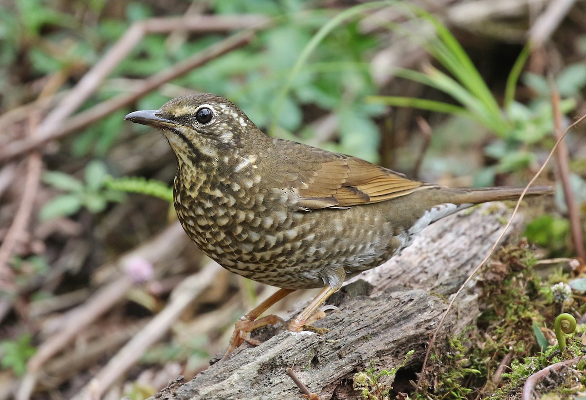 Siberian Thrush - ML143486461