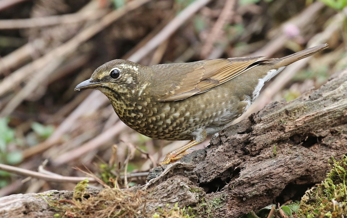 Siberian Thrush - ML143486491