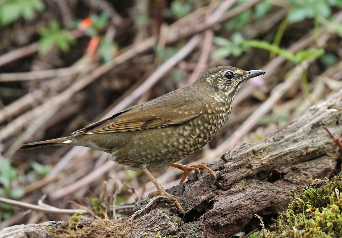 Siberian Thrush - ML143486501