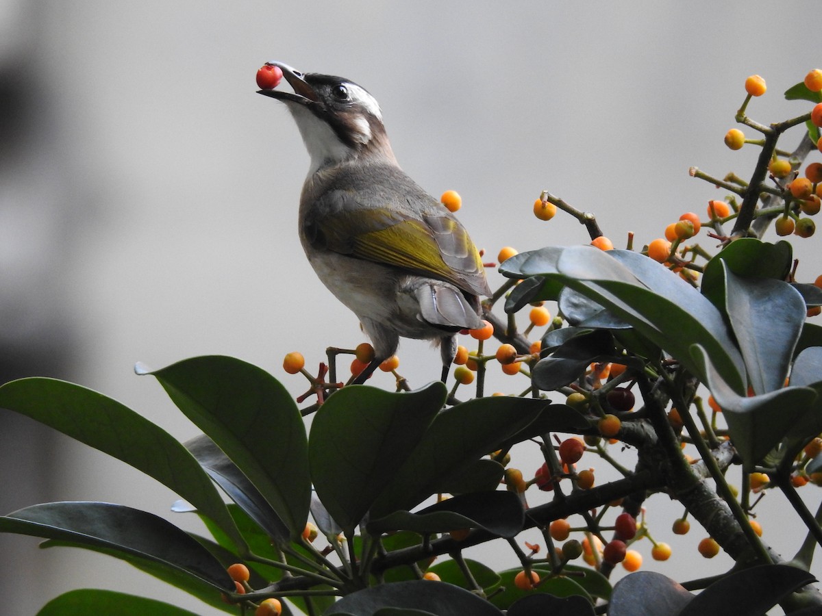 Light-vented Bulbul (formosae/orii) - 永樹 陳