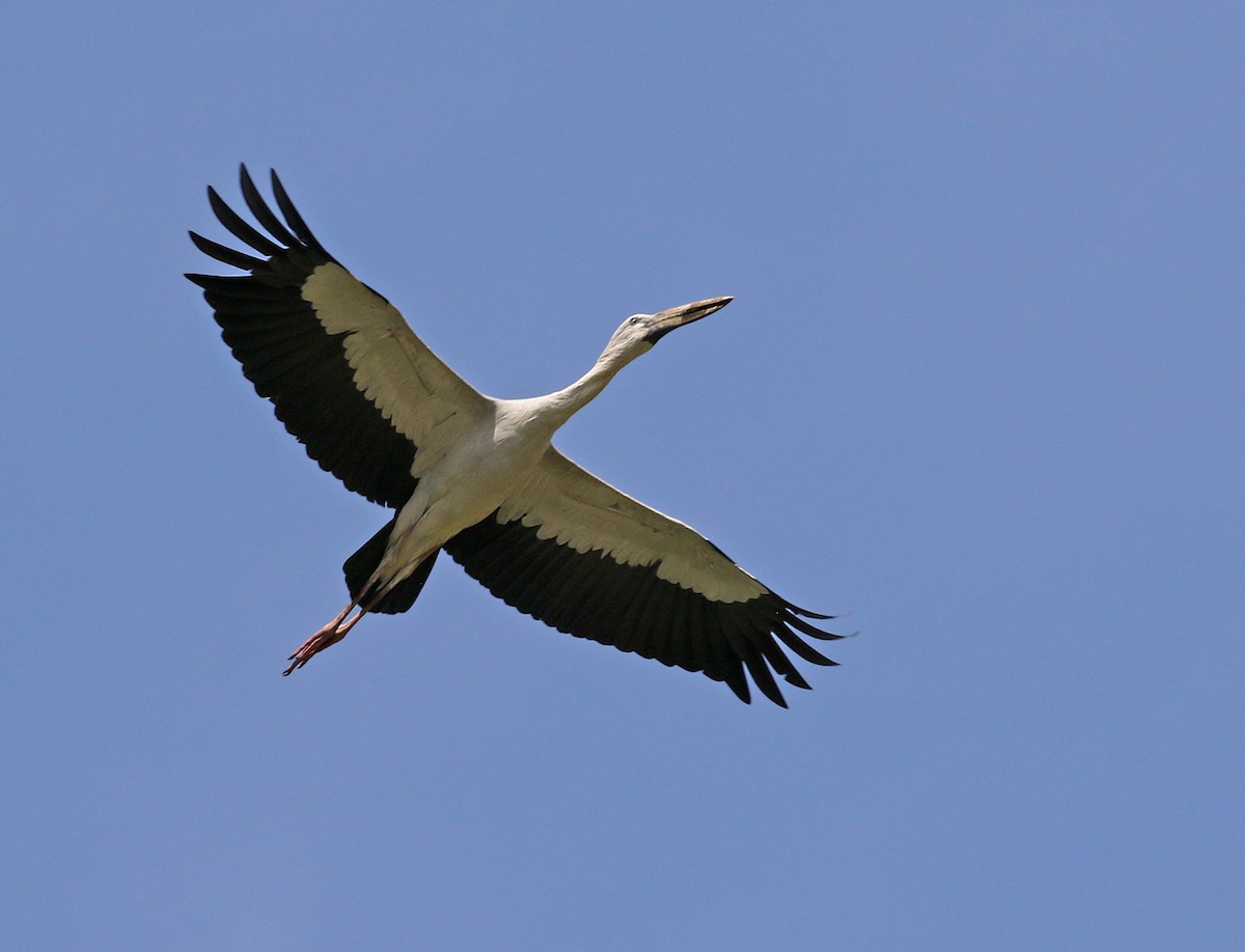 Asian Openbill - Dave Bakewell