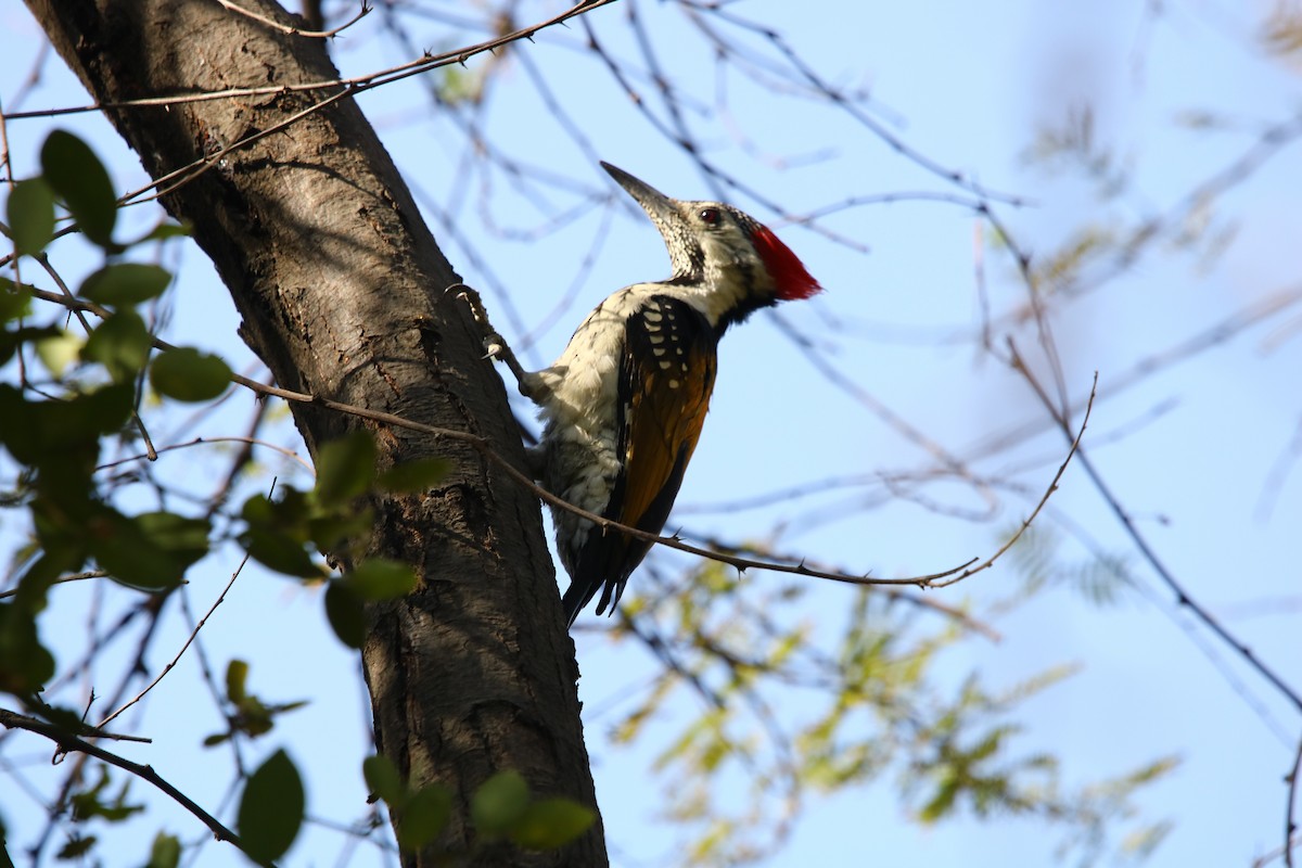 Black-rumped Flameback - ML143488171