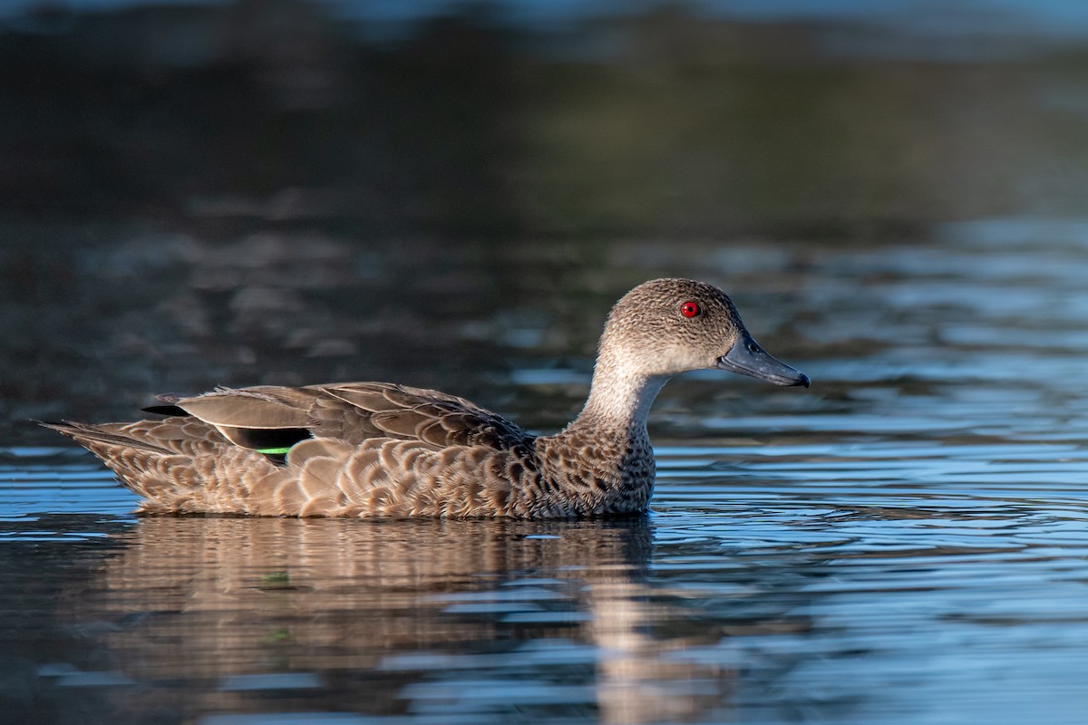 Gray Teal - ML143488341