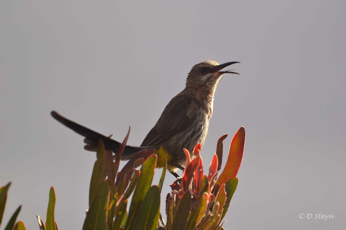 Cape Sugarbird - ML143488621