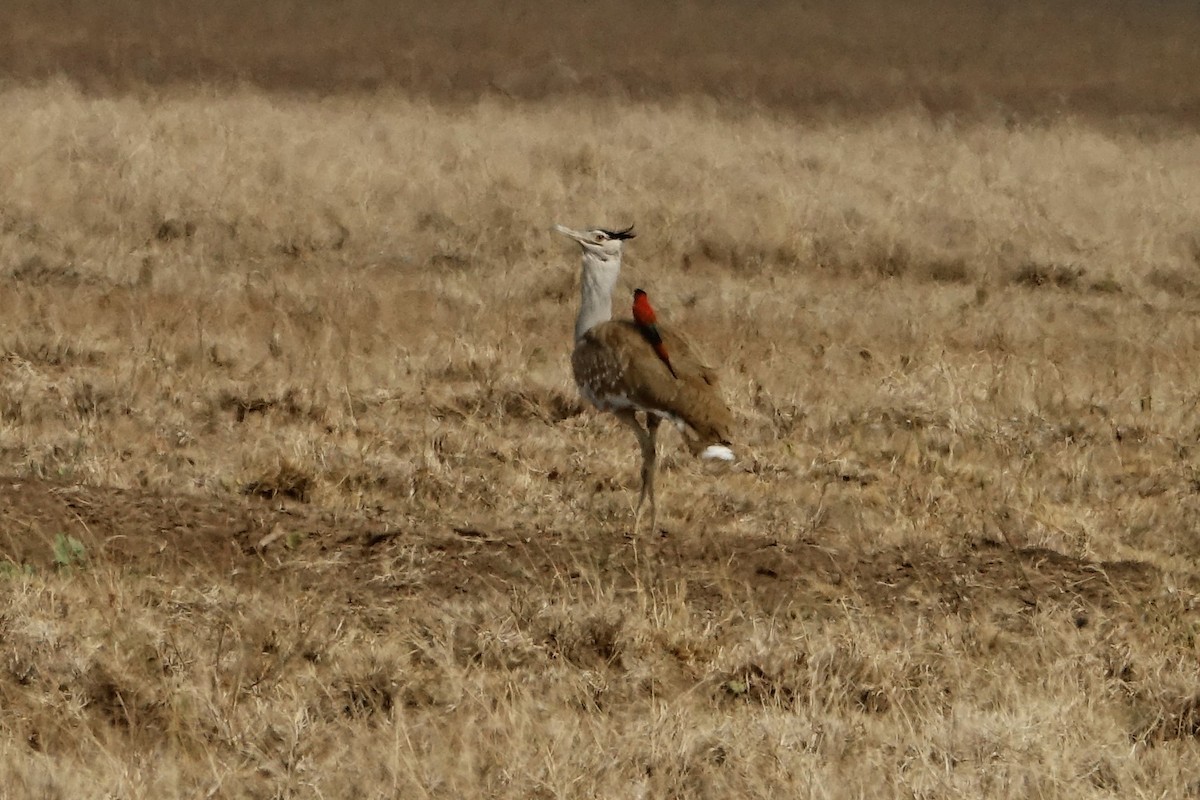 Arabian Bustard - Martin Brookes