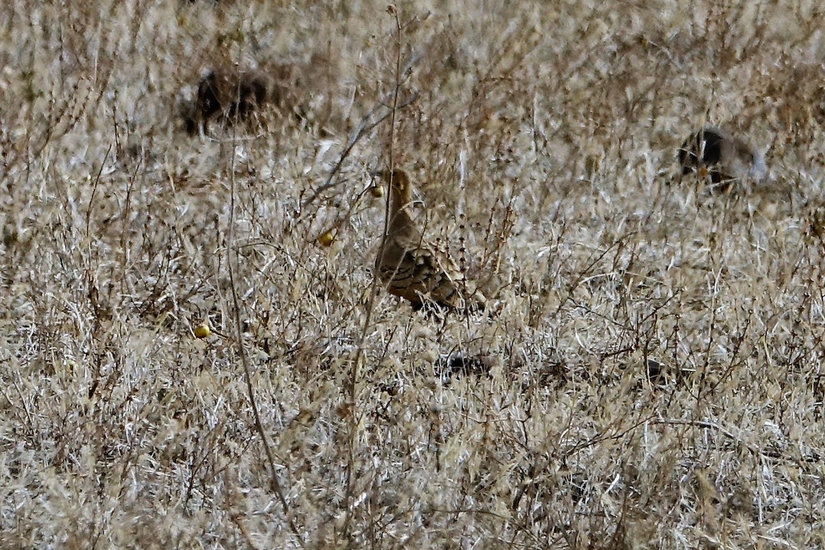 brunbuksandhøne - ML143488871