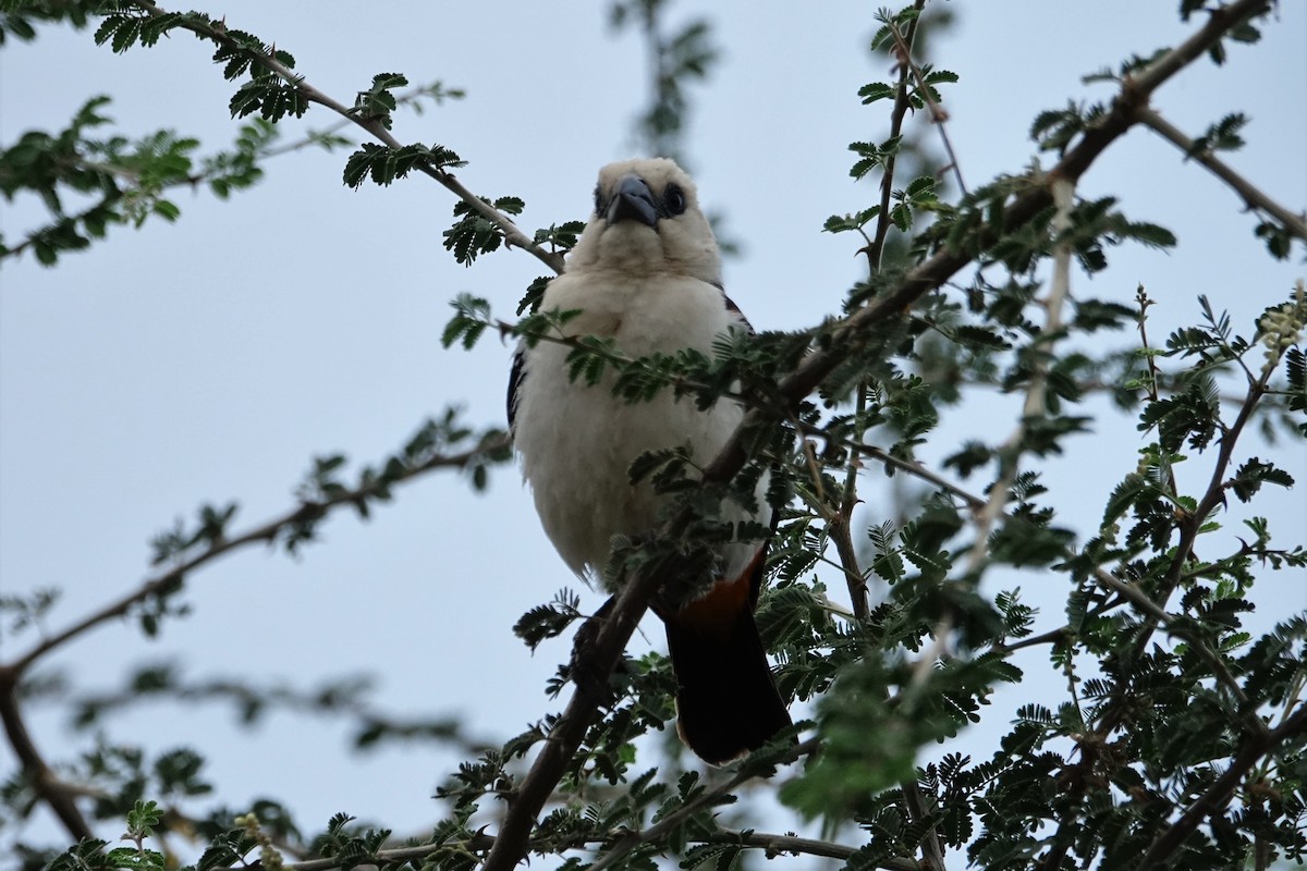 White-headed Buffalo-Weaver - ML143489001