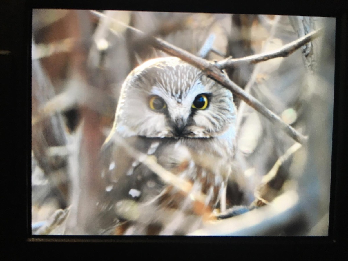 Northern Saw-whet Owl - ML143489871