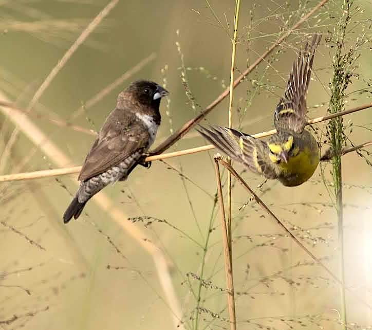 Yellow-fronted Canary - ML143490401