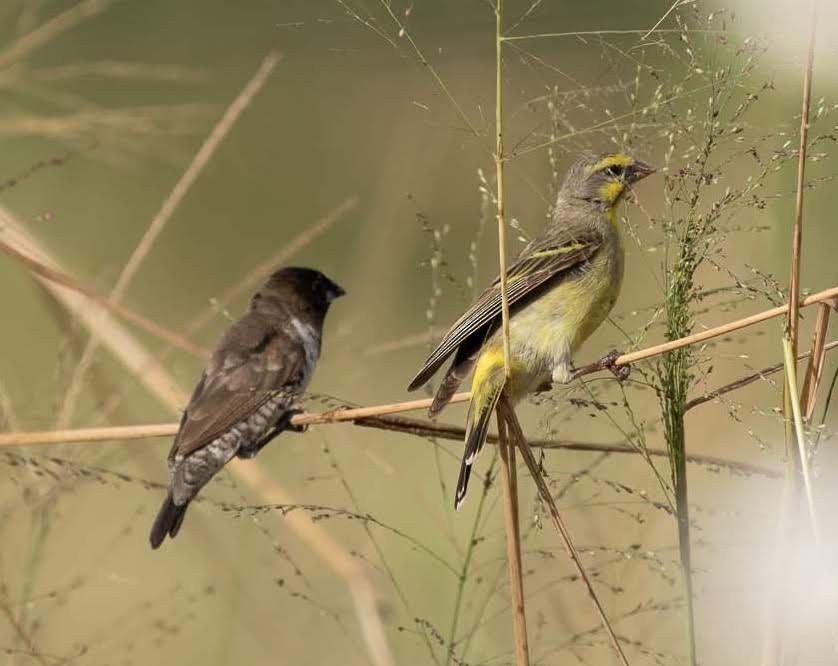 Yellow-fronted Canary - ML143490411