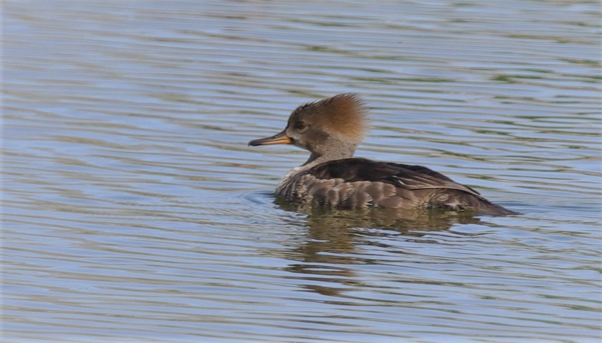 Hooded Merganser - ML143490761