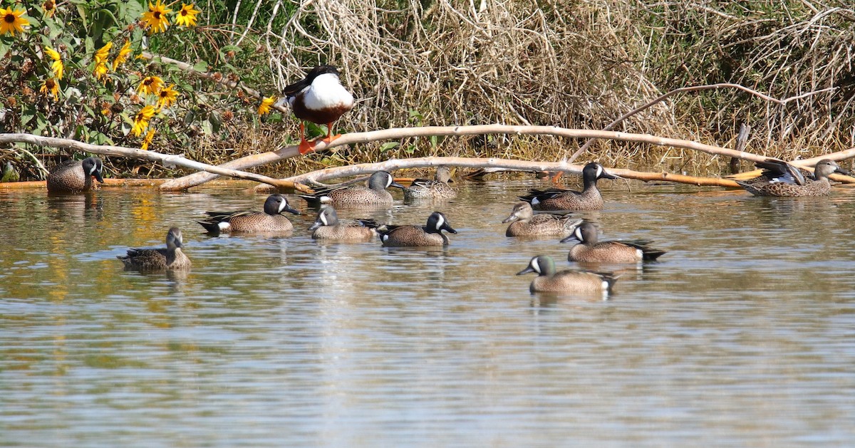 Blue-winged Teal - ML143492031