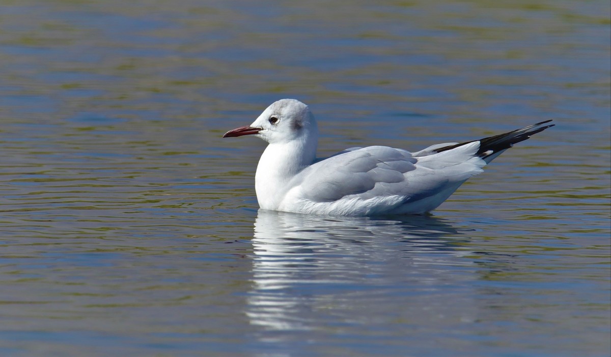 Black-headed Gull - ML143492181