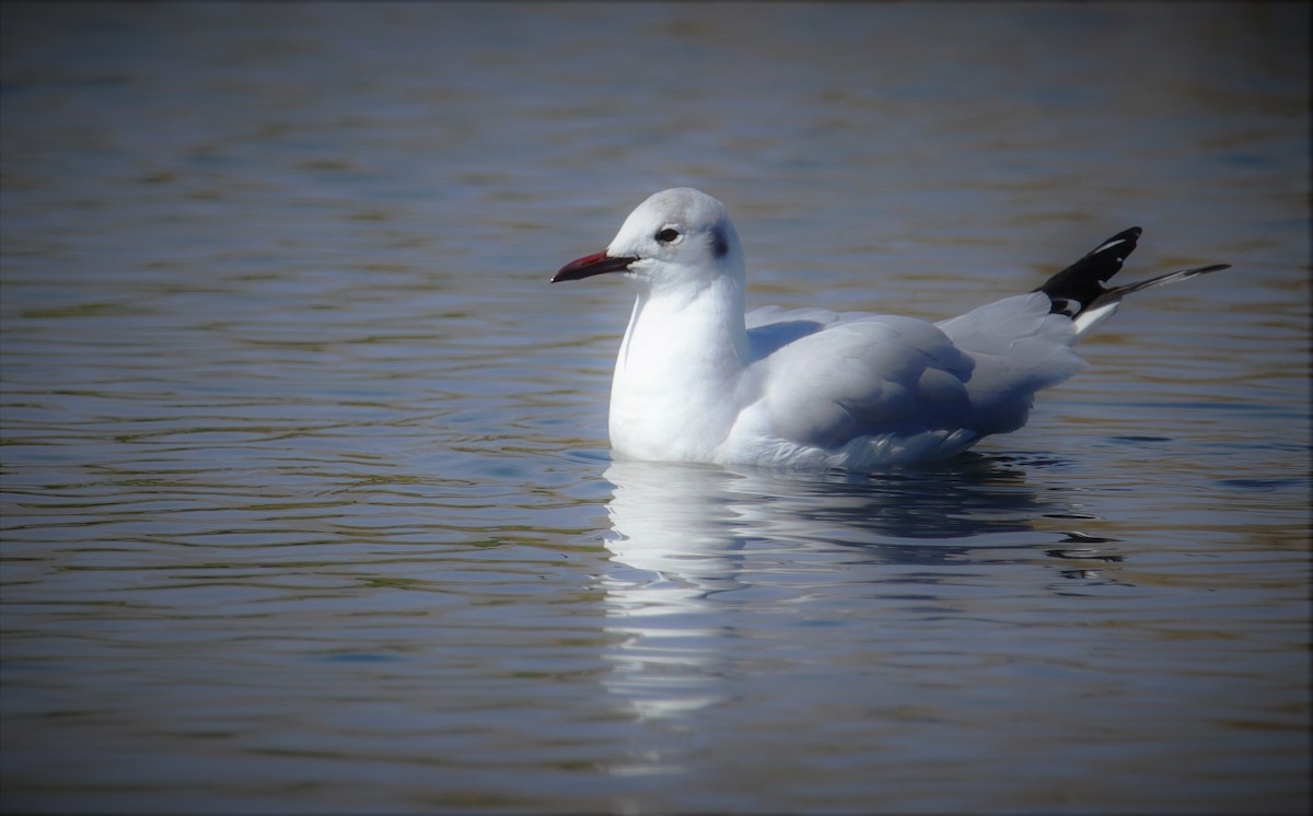 Mouette rieuse - ML143492611