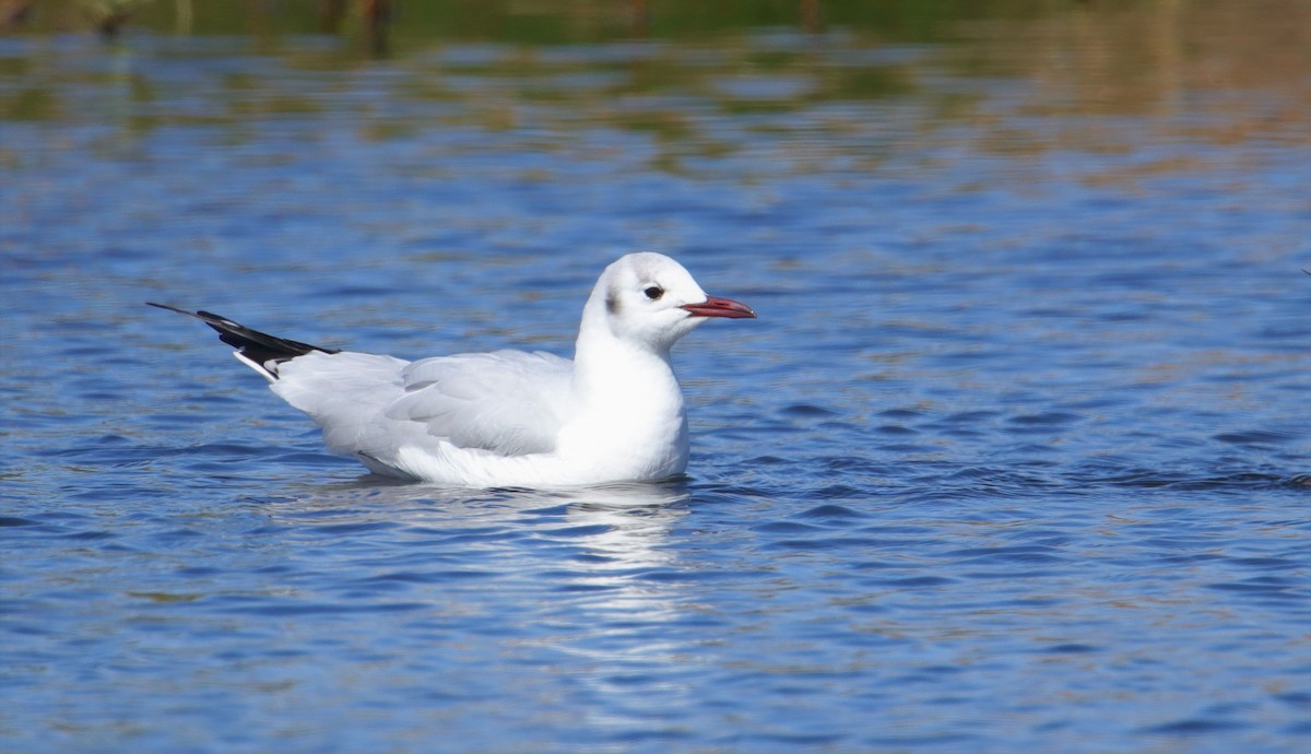 Black-headed Gull - ML143493011