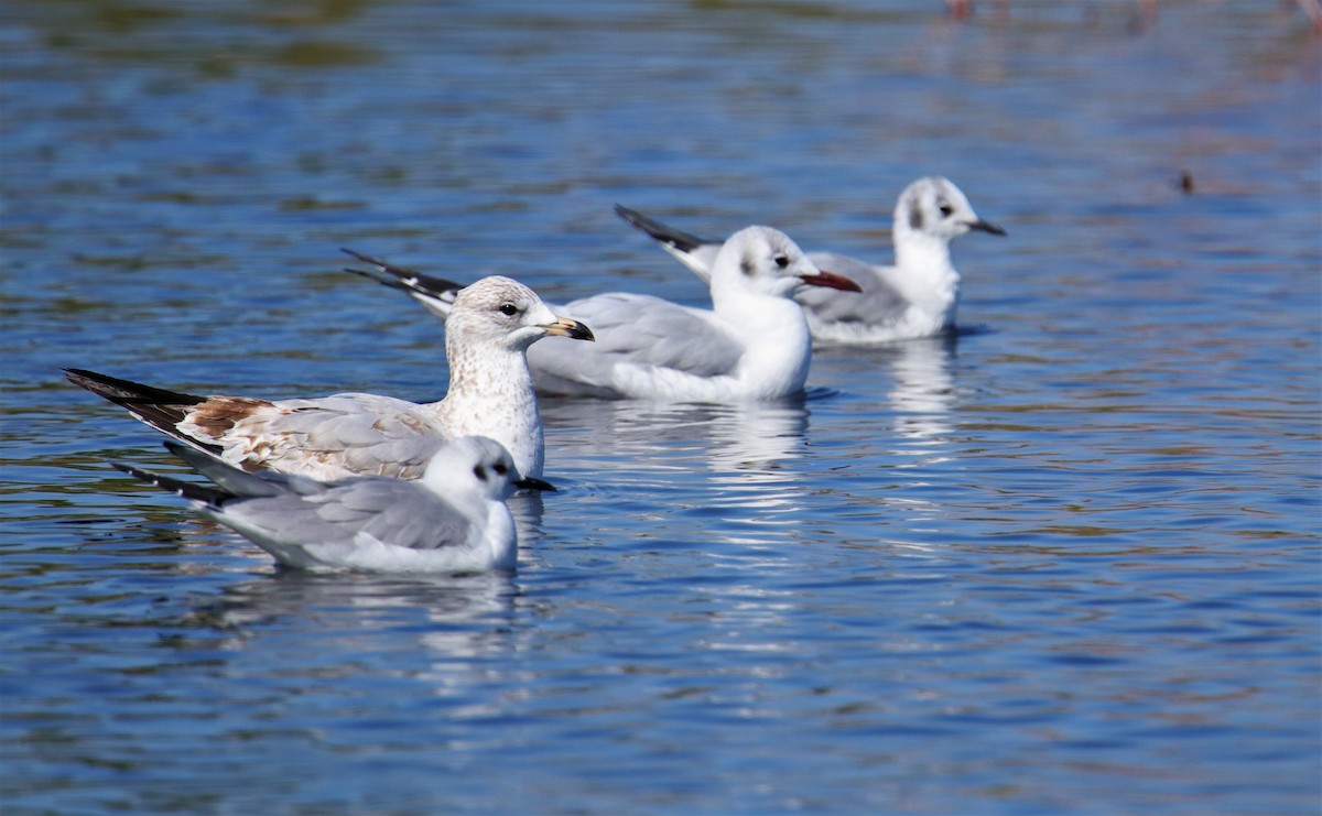 Black-headed Gull - ML143493201