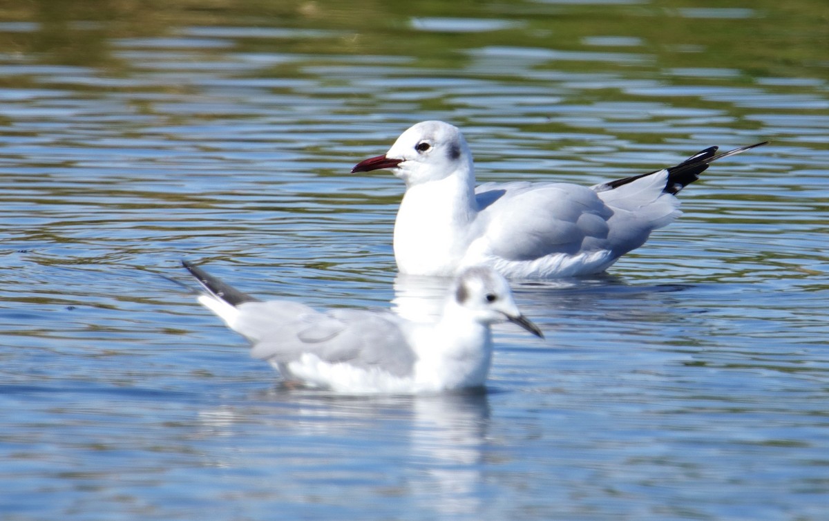 Mouette rieuse - ML143493281