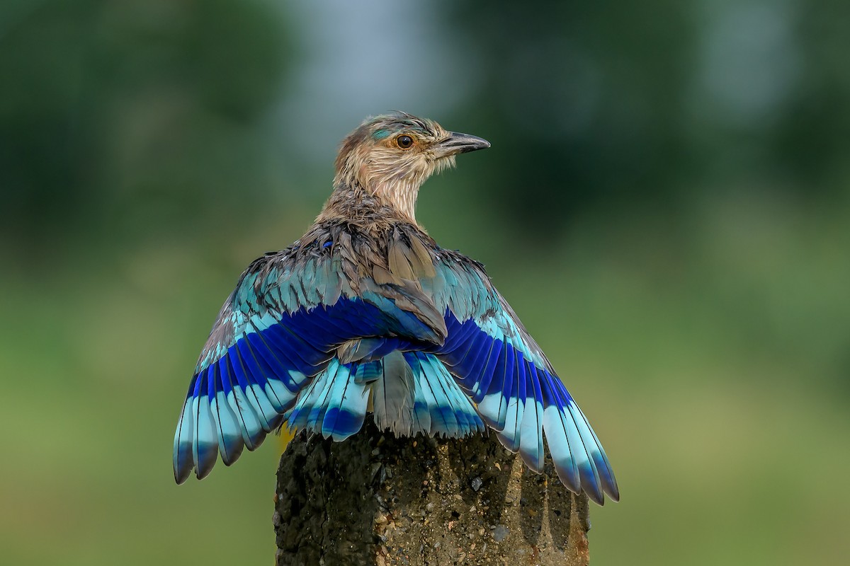 Indian Roller - ML143493831